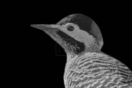 Little green-barred woodpecker closeup face in the black background