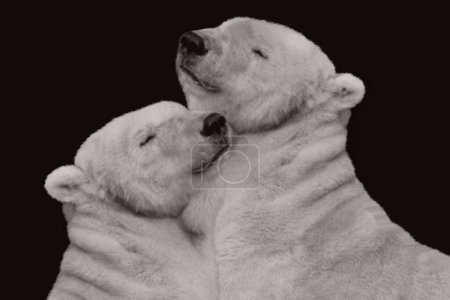 Beautiful Couple Polar Bear Hugging With Each Other, Wild Polar Bear On The Black Background