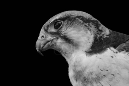 Schwarz-weiße Falkenvogelkopf-Nahaufnahme mit scharfem Schnabel