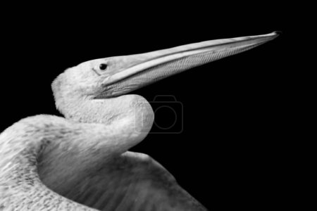 Großer weißer Pelikan Vogel Großer Schnabel Großaufnahme Gesicht