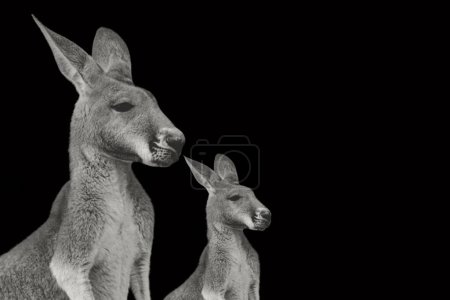 Mother And Baby Kangaroo Standing And Closeup Face In The Black Background