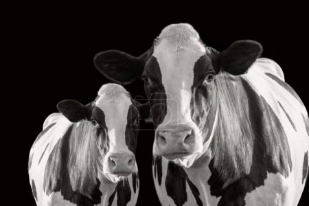 Mother And Calf Cow Standing Together On The Black Background