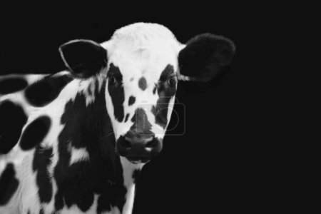Dark Black And White Beautiful Cow Closeup Face