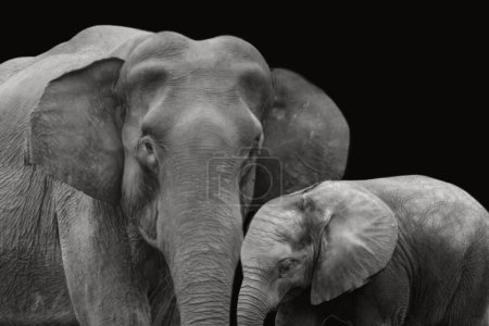 Elefantenmutter pflegt ihr Baby auf dunklem Hintergrund