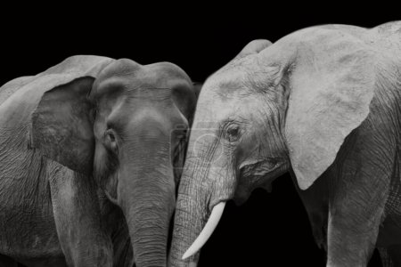 Two Beautiful Big Couple Elephant Caring With Each Other On The Black Background