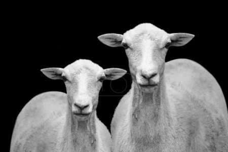 Schafe stehen auf schwarzem Hintergrund mit Nahaufnahme vorne