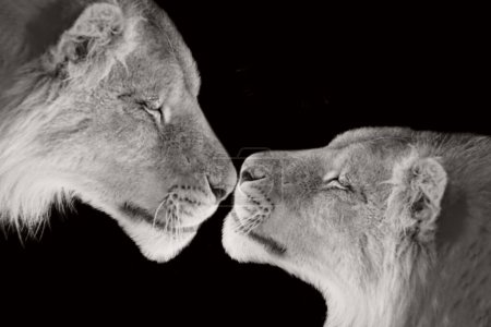 Beautiful Couple Lion Close With Each Other In The Dark Background
