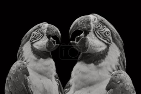 Zwei schöne Liebesvögel Papagei zusammen auf dem dunklen Hintergrund