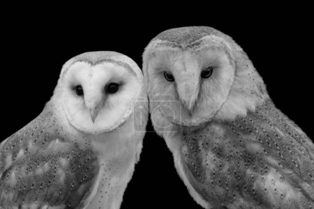 Two barn owl closeup face on the black background