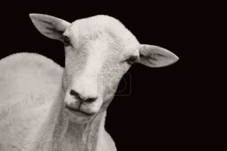 Domestic farm cute sheep head closeup
