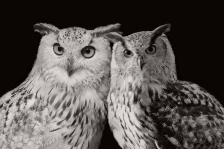 Two Beautiful Great Horned Owl Closeup Face On The Dark Background