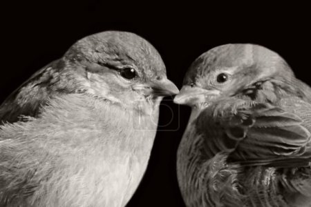 Foto de Linda pareja gorrión pájaro hermosa cara - Imagen libre de derechos