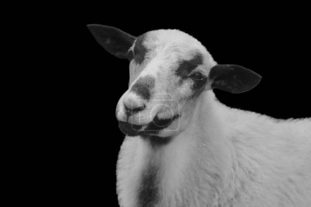 Bauernhof Schafe Niedliches Gesicht Vor dunklem Hintergrund