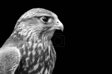 Falcon chasse oiseau gros plan sur le fond sombre