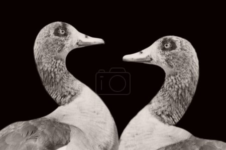 Two beautiful goose closeup face portrait