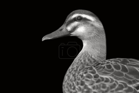 Beautiful mallard duck cute closeup face on the dark