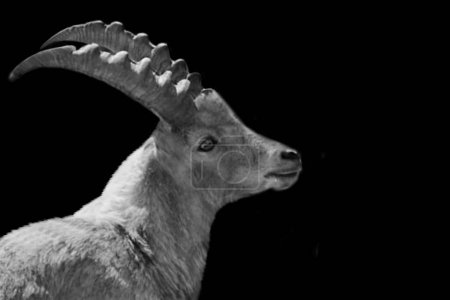 Largo cuerno alpino ibex primer plano retrato de la cara sobre el fondo negro