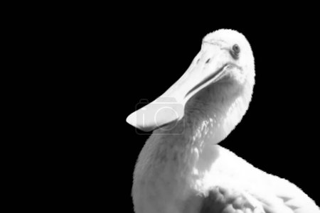 wild long beak spoonbills bird head closeup face