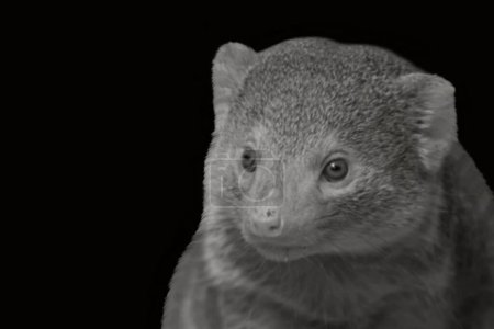 small asian mongoose animals closeup portrait in dark background