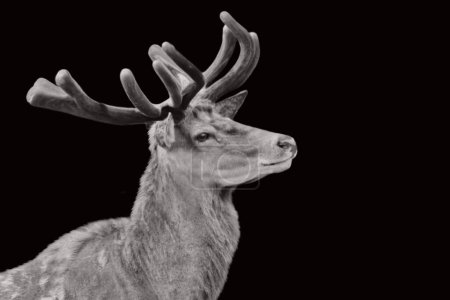 Male black and white male deer portrait on the dark background