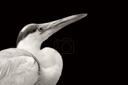 Héron gris blanc oiseau levant les yeux en arrière-plan noir