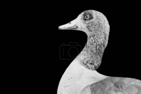 Domestic goose bird beautiful neck face closeup