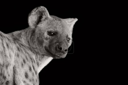 black and white hyena portrait on the black background