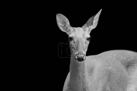 Female cute deer closeup face portrait on the black background