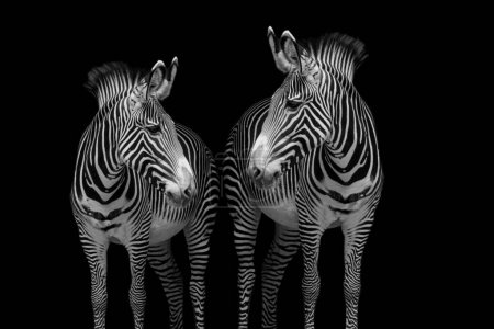 Schwarz-weiße zwei Zebras auf schwarzem Hintergrund