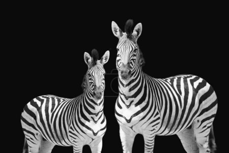 Black and white wild zebra standing on the dark black background