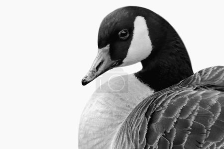Black And White Goose Bird Closeup Face On The White Background