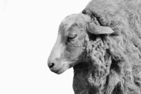 Wollige Schafe isoliert Nahaufnahme auf weißem Hintergrund