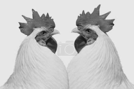 Black And White Rooster Isolated On The White Background