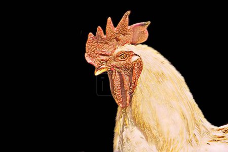 Beautiful Rooster With Closeup Face On Black Background