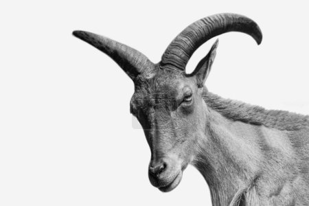 Barbary sheep isolated on the white background