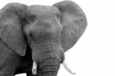 Closeup of strong elephant isolated in the white background