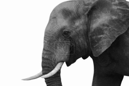 Elefante cara de primer plano lateral en fondo blanco