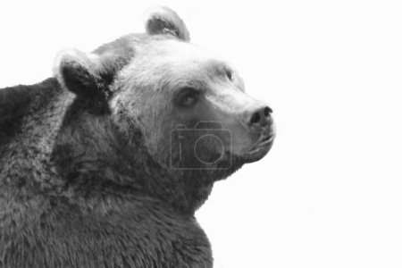 Wild Big Black Grizzly Bear Isolated Closeup Face On The White Background