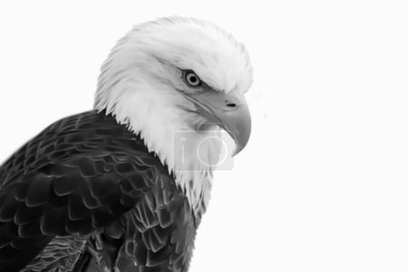 Wild Aggressive Sharp Beak Eagle Face In The White Background