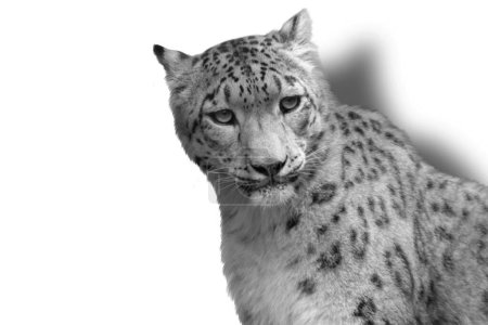 Wilder Großer Gefleckter Leopard mit Schatten auf weißem Hintergrund