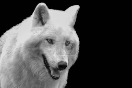 White Beast Wolf Face Portrait On The Black Background