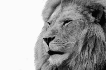 Beautiful Lion Head Closeup Face With Long Hair And Wild Beast On White Background