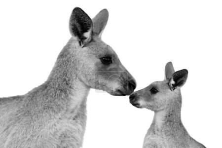 Mother Kangaroo Care Her Baby And Isolated On White Background