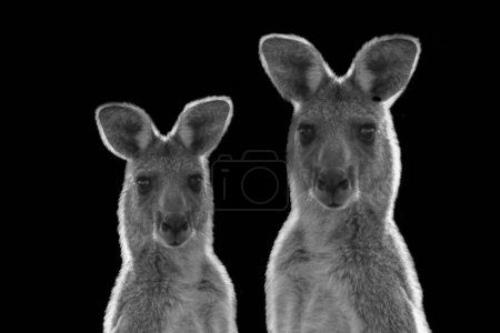 Two Cute Baby Kangaroo Front Closeup Face On The Black Background