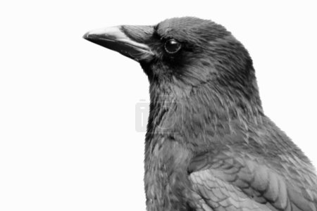 Black Raven Bird Head Face On White Background