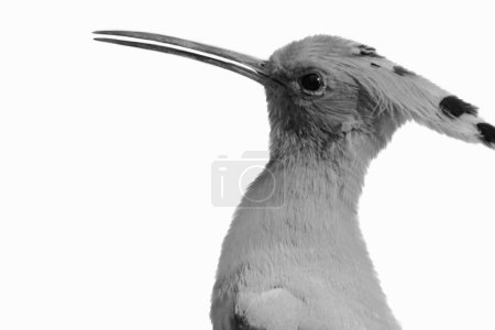 Hoopoes Black And White Bird Isolated On The White Background