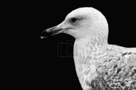Foto de Gaviota retrato de aves marinas primer plano y cara de pájaro blanco en el fondo negro - Imagen libre de derechos