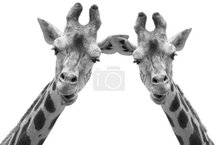 Zwei Giraffen machen lustiges Gesicht und isoliert auf weißem Hintergrund