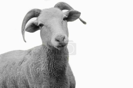 Nettes großes Horn-Schaf-Gesicht auf weißem Hintergrund