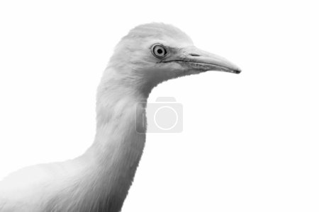 White Egret Bird Closeup Face On The White Background